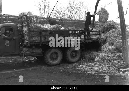 Slavyansk, 17 avril 1982, armature-isolateur usine. Deux ouvriers masculins participent au nettoyage actif du territoire de l'entreprise pendant le subbotnik communiste de masse. Un homme charge de gros paquets lourds d'herbe sèche ou de branches à l'arrière d'un camion de fret industriel pendant que le conducteur regarde depuis la cabine. Une authentique photographie d'archives historiques véhiculant l'esprit énergique du travail bénévole collectif physique, de la vie quotidienne de fabrication soviétique authentique, de la logistique et du Donbass paisible. Banque D'Images