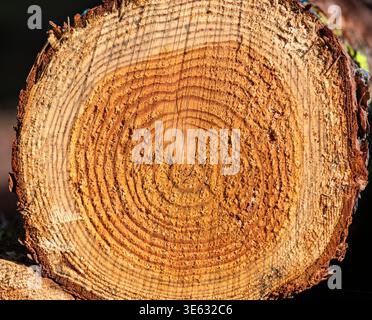 Gros plan de la coupe transversale du tronc d'arbre avec des anneaux de croissance visibles, texture détaillée du bois montrant l'âge et le motif naturel, concept forestier avec ri annuel Banque D'Images