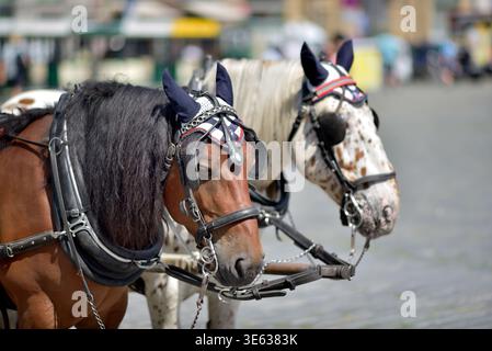 Deux chevaux attelés portant des masques de mouche décoratifs se tiennent dans un cadre urbain, une faible profondeur de champ et un flou d'arrière-plan doux. Banque D'Images