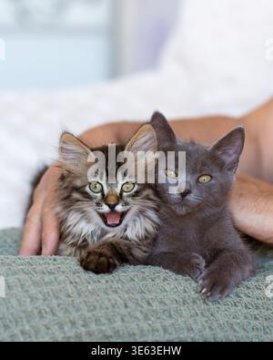 Gros plan intérieur de chatons aux yeux bleus et à la fourrure contrastée, capturés dans un cadre confortable. Chatons moelleux avec les yeux bleus reposant à l'intérieur à côté d'un p Banque D'Images