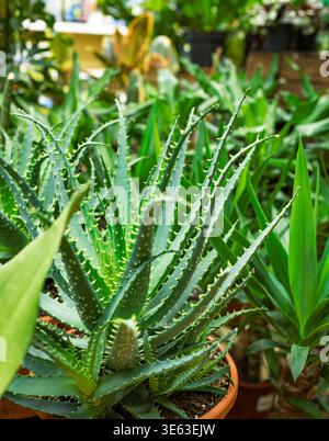 Pont-en-Royans, France - 3 mars 2026 : gros plan de plantes vertes d'aloe vera et de dracaena dans des pots en plastique sur une étagère de magasin. Succulente et saine an Banque D'Images