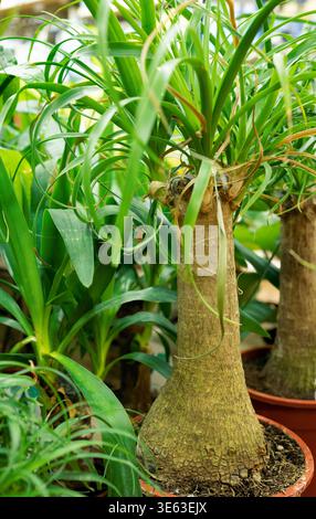 Pont-en-Royans, France - 3 mars 2026 : gros plan de plantes vertes d'aloe vera et de dracaena dans des pots en plastique sur une étagère de magasin. Succulente et saine an Banque D'Images