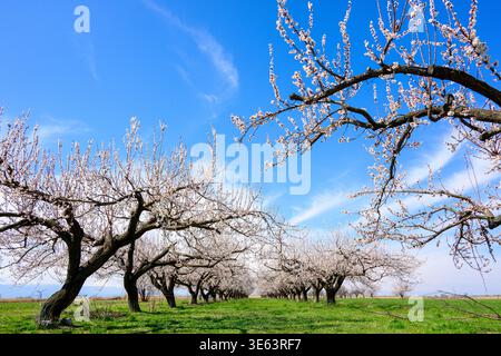 Des rangées d'amandiers fleuris s'étendent sur un champ vert vibrant. Les branches éclatent de délicates fleurs blanches sous un ciel bleu clair. Peu de Wispy CLO Banque D'Images