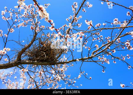 Nid d'oiseau est niché parmi les branches de cerisier en fleurs. Des fleurs blanches et roses encadrent le nid contre un ciel bleu vif. La scène capture la Re du printemps Banque D'Images