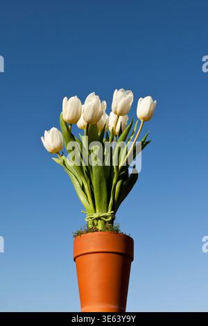 Tulipes blanches disposées dans un pot en terre cuite Banque D'Images