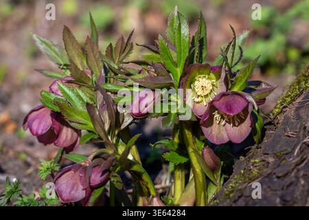 Helleborus orientalis (rose de Carême) fleurit dans le jardin du début du printemps, avec des fleurs violettes profondes et un feuillage vert luxuriant. Gros plan de la rose de Carême. Banque D'Images