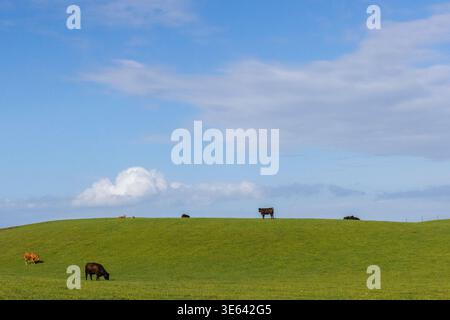 Bovins, sur des pâturages verts et un ciel bleu, le Mull de Galloway, Écosse, Royaume-Uni Banque D'Images