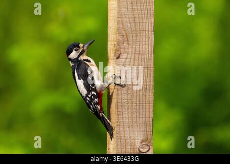 Grand pic tacheté, Dendrocopos major, perché sur un poteau de clôture en bois, Écosse, Royaume-Uni Banque D'Images