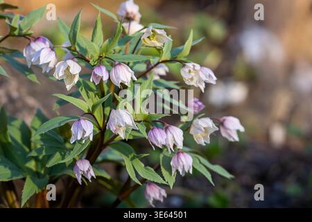 Hellebore tibétain (Helleborus thibetanus) avec de délicates fleurs de tête rose pâle fleurissant dans le jardin du début du printemps. Gros plan d'Helleborus thibetanus. Banque D'Images