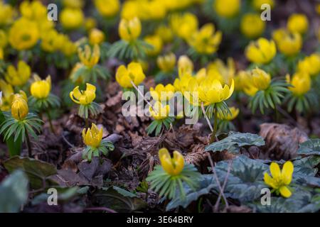 Champ d'aconite hivernale (Eranthis hyemalis) fleurissant sur le sol boisé, fleurs jaunes annonçant le début du printemps. Tapis d'aconite jaune d'hiver. Banque D'Images