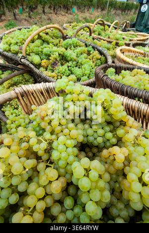 CHARDONNAY vendait des raisins de premier cru dans des paniers traditionnels bourguignons, Louis Latour Ile de Vergelesses Pernand Vergelesses Cote d'Or France Banque D'Images