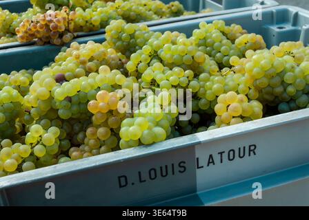 VENDANGES LATOUR Chardonnay raisins fraîchement récoltés du vignoble Pernand-Vergelesses, domaine Louis Latour, Aloxe-Corton, Côte d'Or, France Banque D'Images