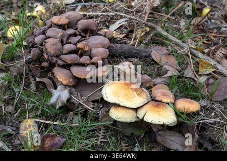 Sulphur Tuft, New Forest, Hampshire, Royaume-Uni Banque D'Images