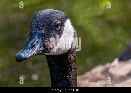 Canada Goose - RSPB nature Reserve Ham Wall, Glastonbury Banque D'Images