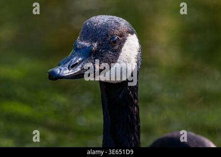 Canada Goose - RSPB nature Reserve Ham Wall, Glastonbury Banque D'Images