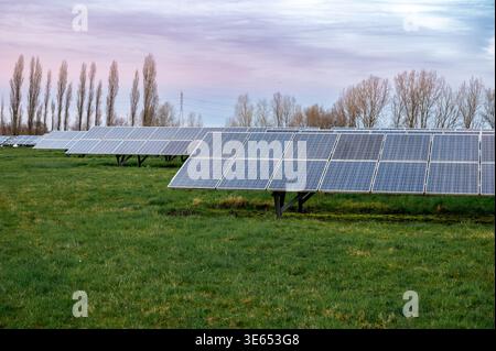Rangées de panneaux solaires à travers le champ herbeux au lever du soleil, installation utilitaire alimentant le réseau rural, ciel pastel avec de minces nuages, peuplier Banque D'Images