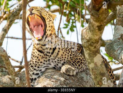 Gros plan portrait de léopards africains (Panthera pardus pardus) portrait bouche bâillante large ouvert n branche dans l'arbre au Serengeti reposant sur branche dans l'arbre Banque D'Images