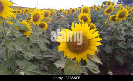 Plantation de tournesol en pleine floraison avec des champs jaunes vibrants sous un ciel bleu, créant un paysage rural lumineux et pittoresque Banque D'Images