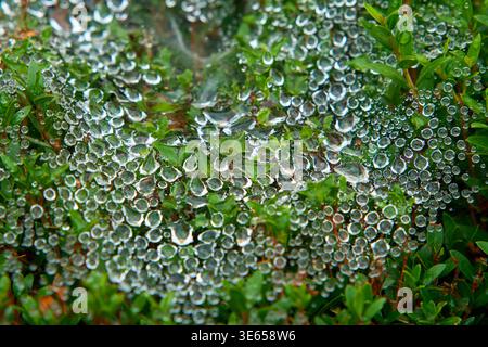 Gros plan de gouttes de rosée scintillantes du matin sur une toile d'araignée au-dessus de feuilles vertes. Fond macro nature avec des gouttelettes d'eau transparentes dans un jardin. Banque D'Images