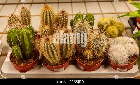 Une collection de cactus dans des pots en terre cuite disposés sur une étagère, présentant différentes formes et textures dans un cadre de serre Banque D'Images