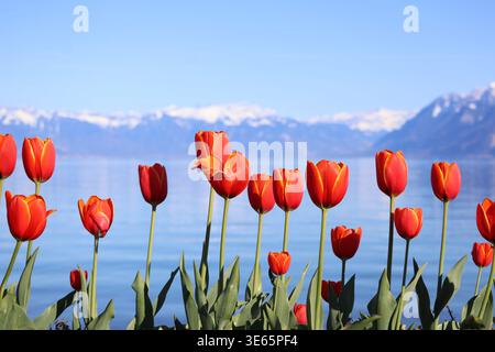 Fête des tulipes en tulipes à Morges avec vue sur les montagnes le 5 avril 2026 Banque D'Images