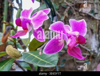 Orchidée vue sur Sugarloaf Mountain au Brésil Banque D'Images