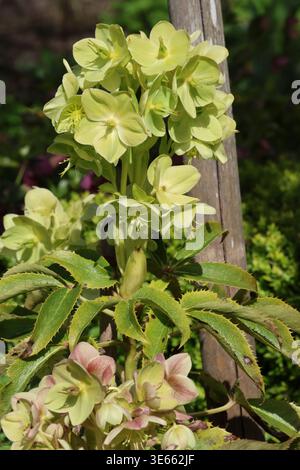 Helleborus argutifolius. Gros plan sur une plante entière d'hellebore à feuilles de houx avec des feuilles vert foncé dentelées et des fleurs vert pâle chartreuse. Banque D'Images