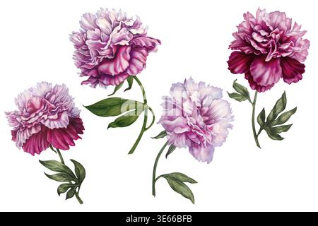 Fleurs de pivoine en aquarelle avec des nuances pastel douces et magenta riches. Illustrations botaniques peintes à la main avec des tiges gracieuses, feuilles pour le branding Banque D'Images