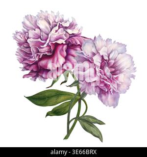 Pivoines roses, peintes à l'aquarelle, avec des fleurs pastel et roses riches, disposées dans une composition botanique élégante. Illustration florale peinte à la main Banque D'Images