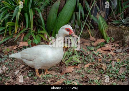 Canard blanc de muscovy avec des caroncles rouges caractéristiques autour de ses yeux et bec marchant sur le sol naturel avec des plantes vertes et des feuilles tombées dans un tropi Banque D'Images