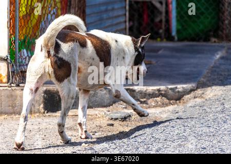 Chien adorable chiens errants adorable vivant sur le bord de la route de la rue essaie de traverser la rue dans Patong Beach Kathu District Phuket Island Province Souther Banque D'Images