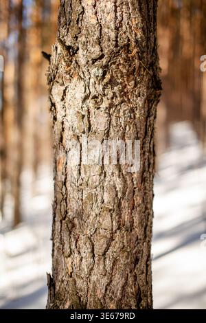 Vue rapprochée d'un tronc d'arbre avec une écorce texturée dans un cadre de forêt enneigée, la lumière du soleil filtrant à travers les arbres en arrière-plan Banque D'Images