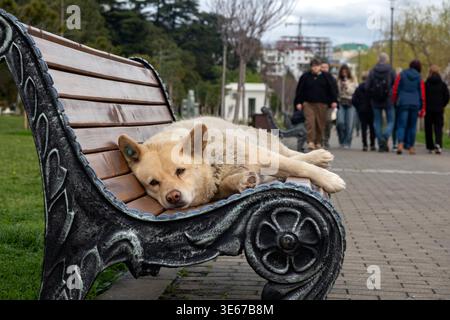 Chien sans abri reposant sur un banc de parc en bois avec des gens marchant dans le fond flou Banque D'Images