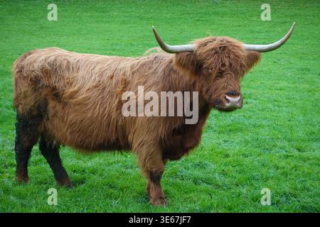Vache Highland Banque D'Images