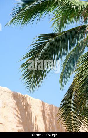 Feuilles de palmier tropical au-dessus d'un mur beige avec un ciel bleu clair, avec des ombres naturelles et une composition propre. Parfait pour l'été, les voyages, le style de vie. Banque D'Images
