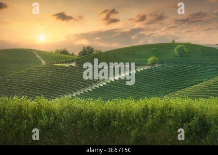 Vue panoramique sur le coucher du soleil des collines et des vignobles à Grinzane Cavour. Paysage viticole traditionnel dans la région des Langhe, Piémont, Italie. Site classé au patrimoine de l'UNESCO Banque D'Images