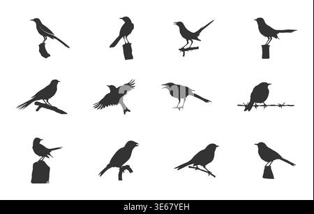 Ensemble de silhouette Mockingbird, svg Mockingbird, clipart Mockingbird, ensemble vectoriel Mockingbird. Illustration de Vecteur