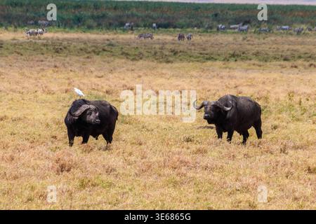 Buffles africains ou buffles du Cap (Syncerus caffer) dans le parc national du cratère du Ngorongoro en Tanzanie. Faune d'Afrique Banque D'Images