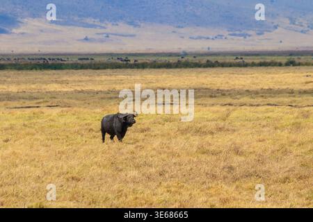 Buffle africain ou buffle du Cap (Syncerus caffer) dans le parc national du cratère de Ngorongoro en Tanzanie.Faune et flore de l'Afrique Banque D'Images