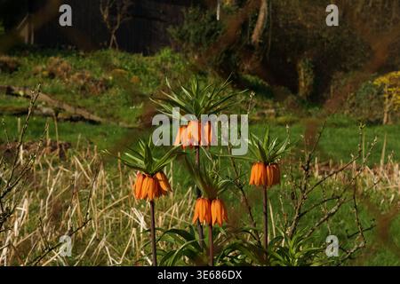 Fleurs impériales de la Couronne orange dans le pré, les spécimens de Fritillaria Imperialis se dressent haut parmi les touffes herbeuses, feuillage texturé ensoleillé Banque D'Images