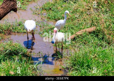 Cuillères africaines (Platalea alba) et aigrette intermédiaire (Ardea intermedia) dans le parc national du lac Manyara, Tanzanie Banque D'Images