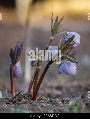 Helleborus purpurascens émergeant au début du printemps, de délicats bourgeons violets et de jeunes feuilles s'élevant du sol dans une lumière naturelle douce. Banque D'Images