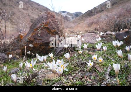 Fleurs de crocus blanc fleurissant sur une pente de montagne rocheuse dans la région d'Almaty au Kazakhstan. Cette image de la nature printanière est idéale pour l'environnement conser Banque D'Images