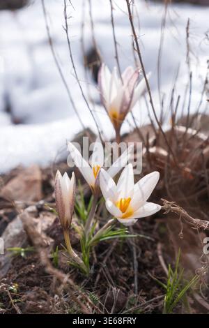 Fleurs de crocus sauvages blanches fleurissant à travers le sol sur une pente de montagne avec de la neige dans la région d'Almaty, Kazakhstan. Cette image saisonnière du printemps répète Banque D'Images