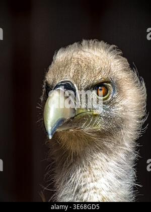 L'image est un gros plan détaillé de la tête d'un aigle à tête blanche. Il se concentre sur les yeux orange intenses de l'oiseau, le bec accroché proéminent, et la texture de Banque D'Images