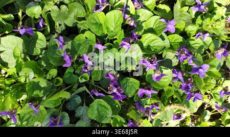 Violettes sauvages poussant parmi les feuilles vertes luxuriantes. Les premières fleurs de printemps dans l'herbe verte. Banque D'Images
