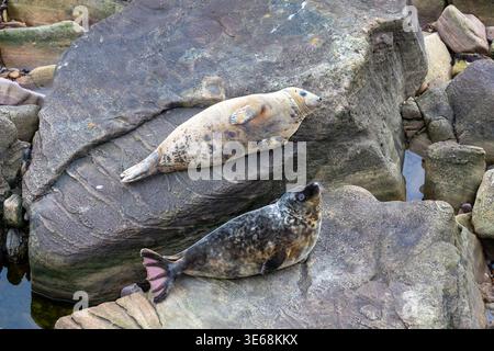 Deux jeunes phoques reposent paisiblement sur le rivage rocheux de la côte nord-est de l’Angleterre, entourés par la beauté sauvage des falaises marines. Banque D'Images