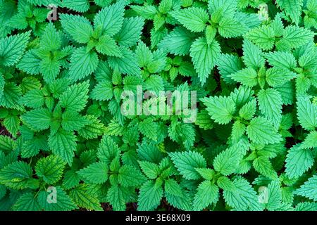 Vue de dessus des orties vertes luxuriantes (Urtica dioica) poussant dans la nature. Motif à base de plantes fraîches de feuilles vertes vibrantes avec des bords dentelés. Banque D'Images