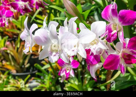 Fleurs roses et blanches d'orchidées de dendrobium poussant dans le jardin tropical de Phuket, Thaïlande. Gros plan. Fleurs en fleurs. Arrière-plan de la nature. Gros plan Banque D'Images