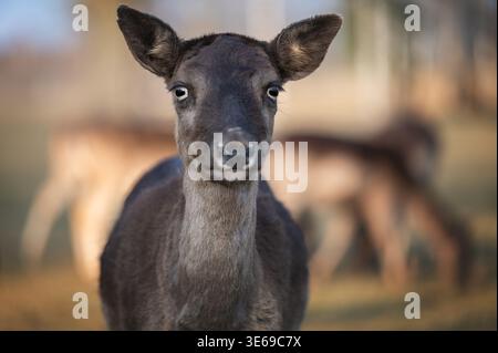Cerf en jachère Dama dama pâturant sur le champ au printemps Banque D'Images